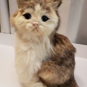 Cute cat/kitten. Life like